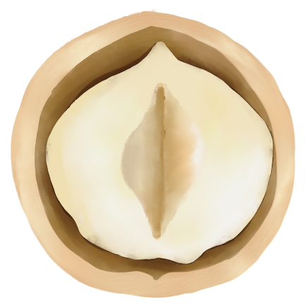 ナッツの画像