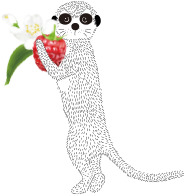 ミーアキャットの画像