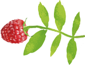 ベリーのなった植物のイラスト