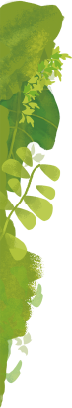 植物のイラスト