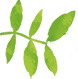 植物のイラスト